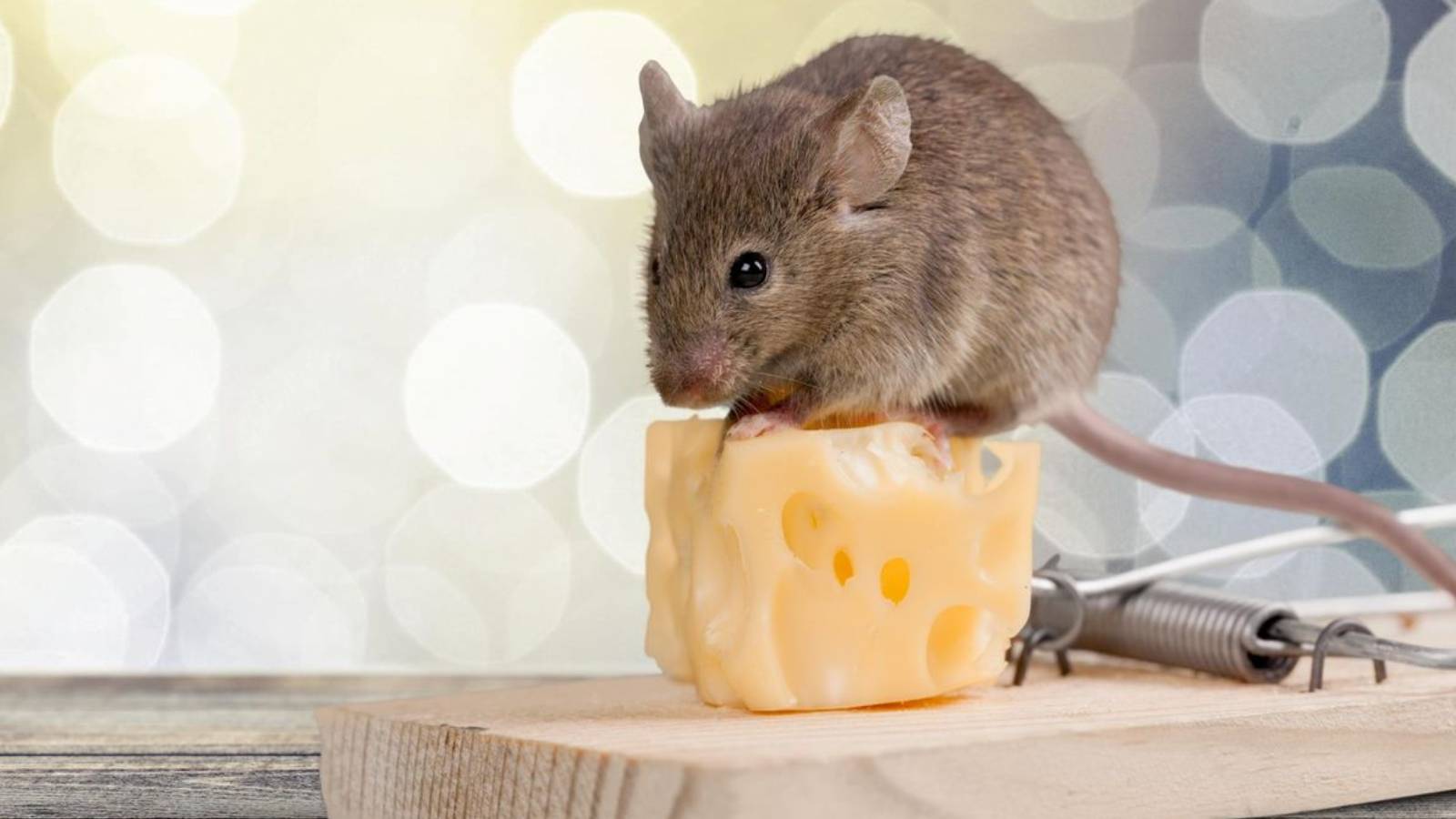 Consejos para eliminar las ratas de su hogar en forma natural!